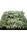 8 Miles High - Mandala Seeds Shop Mandala Seeds