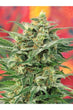 8 Miles High - Mandala Seeds Shop Mandala Seeds