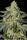Afghan Hash Plant