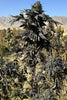 Afghan Maruf Black