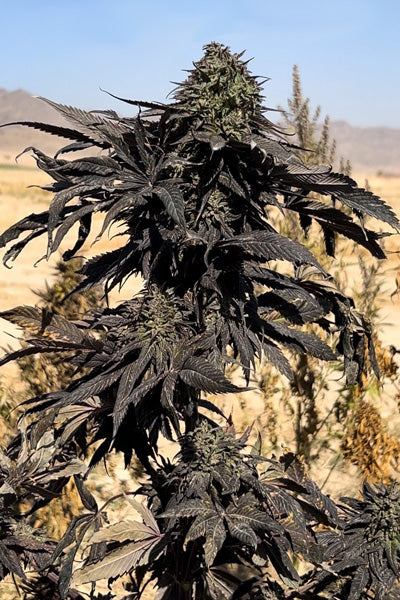 Afghan Maruf Black