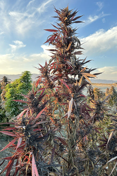 Afghan Maruf Red