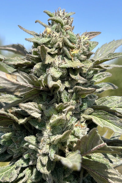 Afghan Nawa Elite