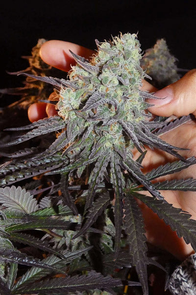 Aladdin Kush