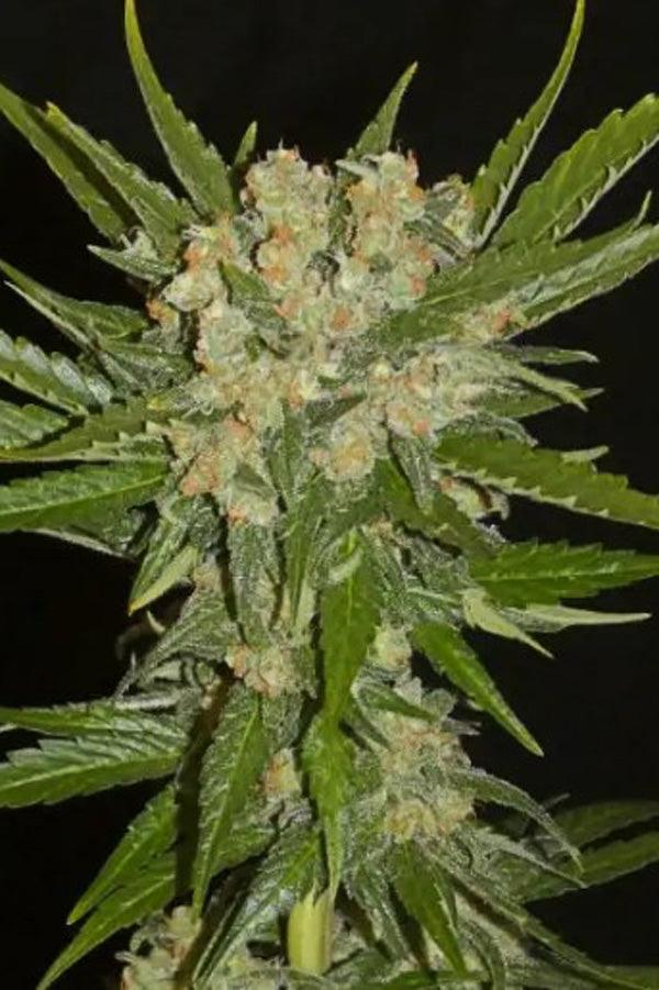 Aladdin's Skunk - Mandala Seeds Shop Khalifa Genetics