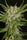 Aladdin's Skunk - Mandala Seeds Shop Khalifa Genetics