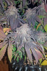 Amherst Sour Diesel