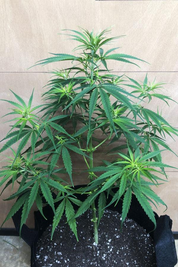 Andhra Bhang (10 regular seeds) - Mandala Seeds Shop Indian Landrace Exchange