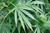 Andhra Bhang (10 regular seeds) - Mandala Seeds Shop Indian Landrace Exchange