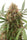 Auto AK Triple Haze