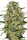 Auto Black Domina