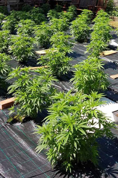 Auto Cheese