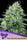 Auto Strawberry Banana