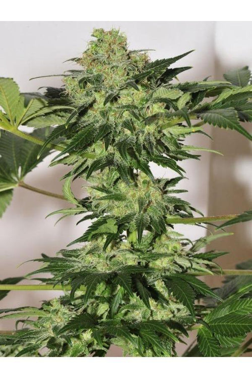 Beyond the Brain - Mandala Seeds Shop Mandala Seeds