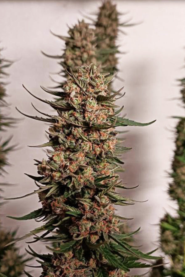 Big Altai Sativa Express