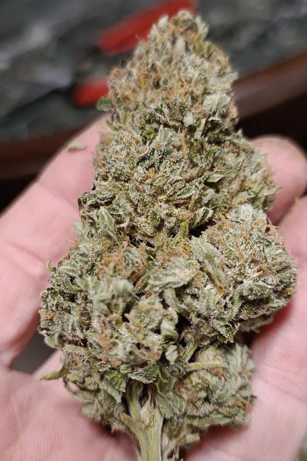 Big Altai Sativa Express