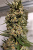 Big Altai Sativa Express