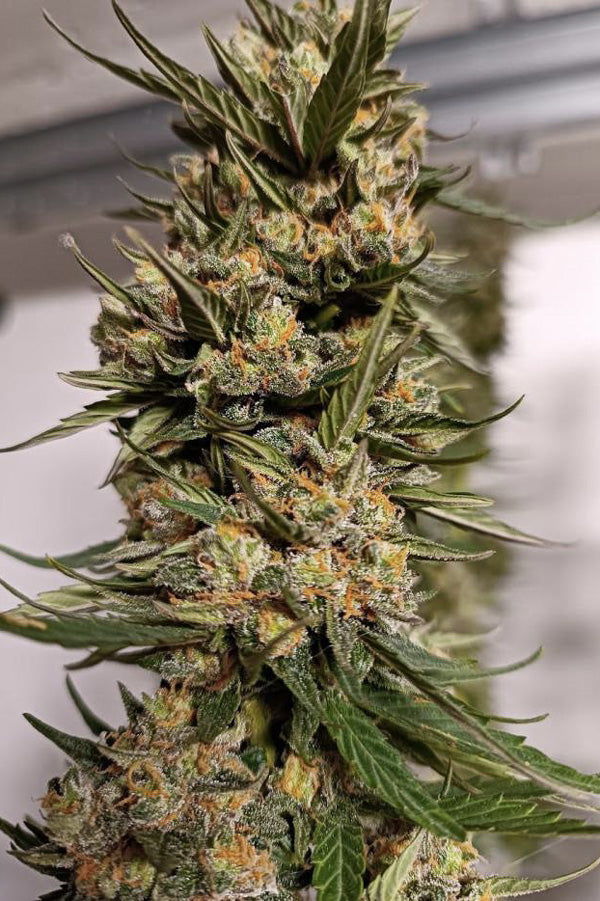 Big Altai Sativa Express