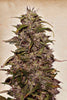 Big Altai Sativa Express