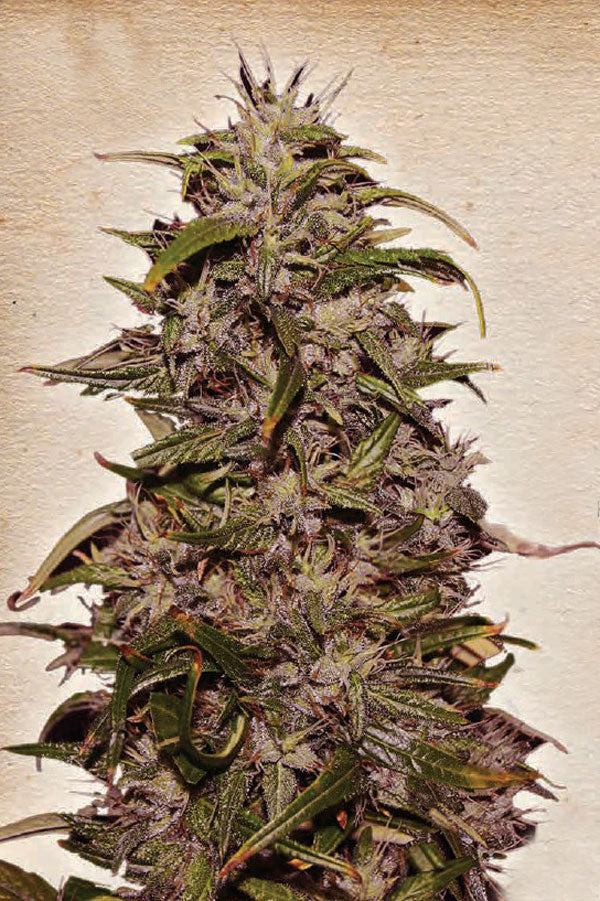 Big Altai Sativa Express