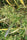 Burma Myanmar (10 regular seeds) - Mandala Seeds Shop Indian Landrace Exchange