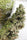 CBD Kush x Mandala #1 (Limited Edition) - Mandala Seeds Shop Mandala Seeds