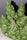 Chocobang - Mandala Seeds Shop Delicious Seeds