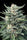 Chocolope 256