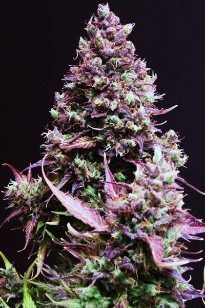 Cream Caramel Auto