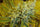 Critical Haze (Limited Edition)