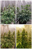 Critical Neville Haze 2.0 EV - Mandala Seeds Shop Delicious Seeds