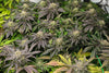 Double Fire Headband (LE)
