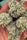 Double Fire Headband (LE)
