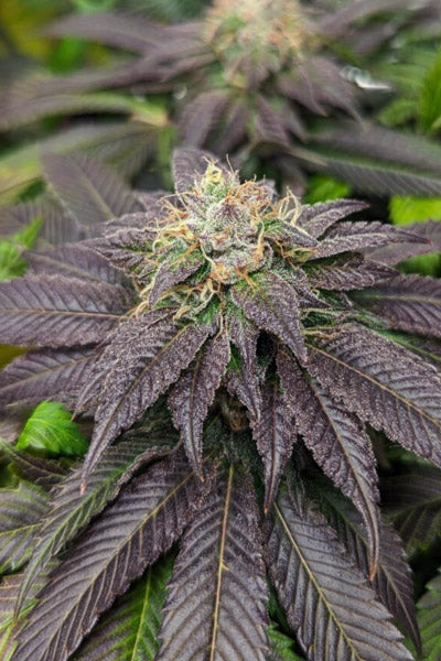 Double Fire Headband (LE)