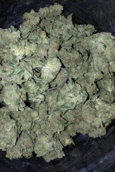 Dutch Kush