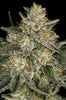 Dutch Kush