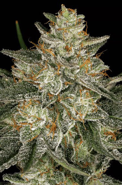 Dutch Kush
