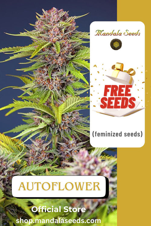FREEBIE (Autoflower fem)