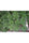 Fast N' Glorious - Mandala Seeds Shop Mandala Seeds