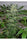 Flashberry - Mandala Seeds Shop Mandala Seeds
