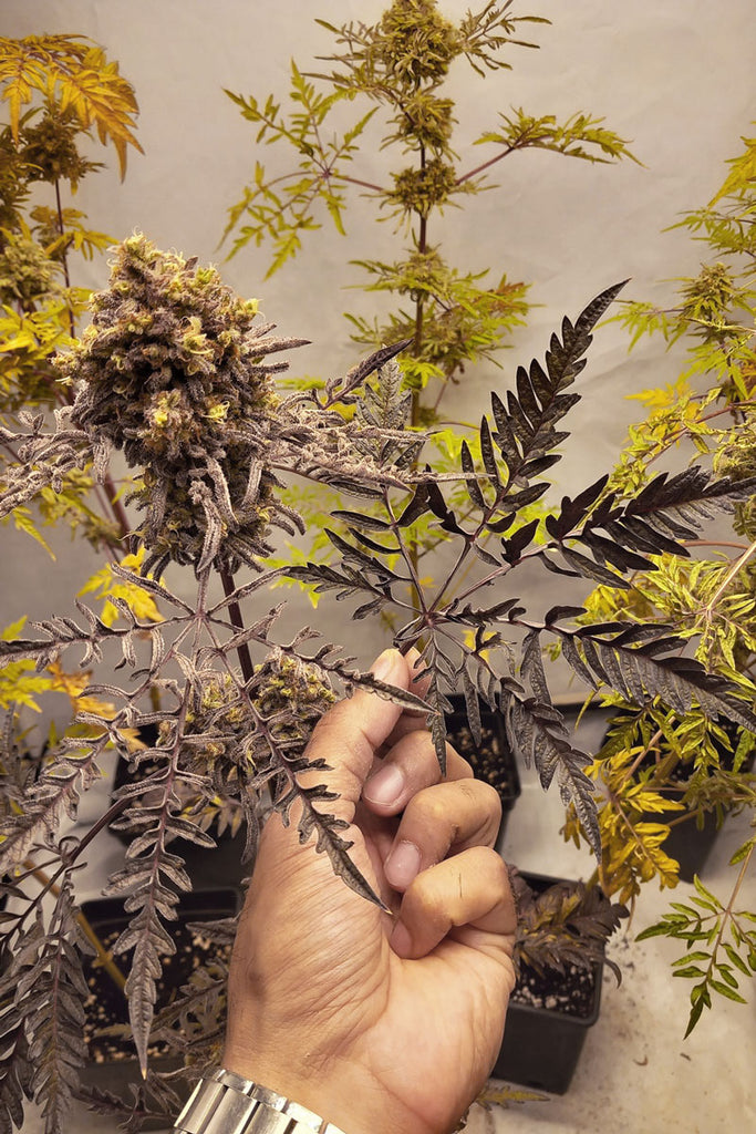 Frosty's Purple Freak