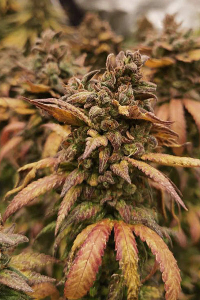 Frosty's Lemon Pie