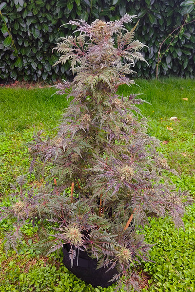 Frosty's Purple Freak