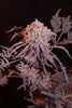 Frosty's Purple Freak