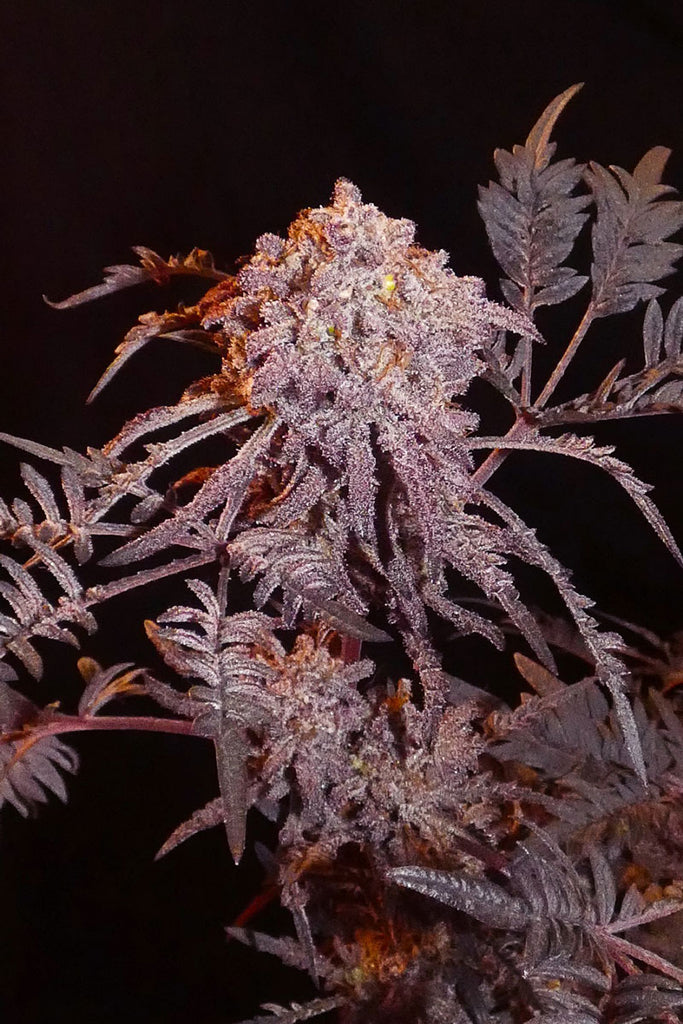 Frosty's Purple Freak