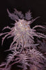 Frosty's Purple Freak