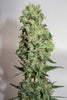Ganesh Berry (Limited Edition) - Mandala Seeds Shop Mandala Seeds