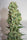 Ganesh Berry (Limited Edition) - Mandala Seeds Shop Mandala Seeds