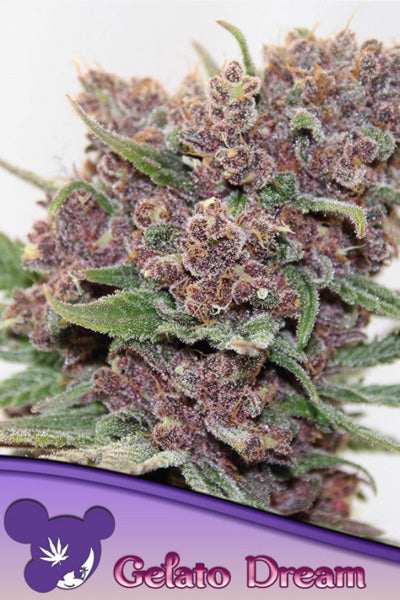 Gelato Dream