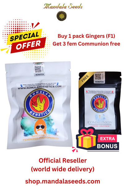 Gingers (F1)